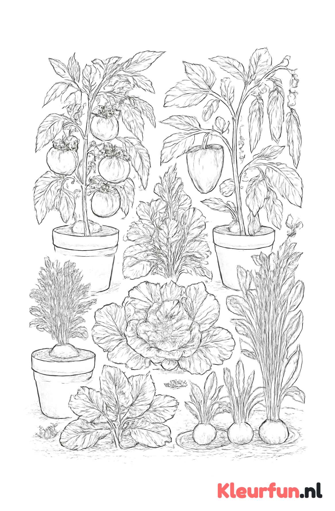 Tuinbedden met groenteplanten