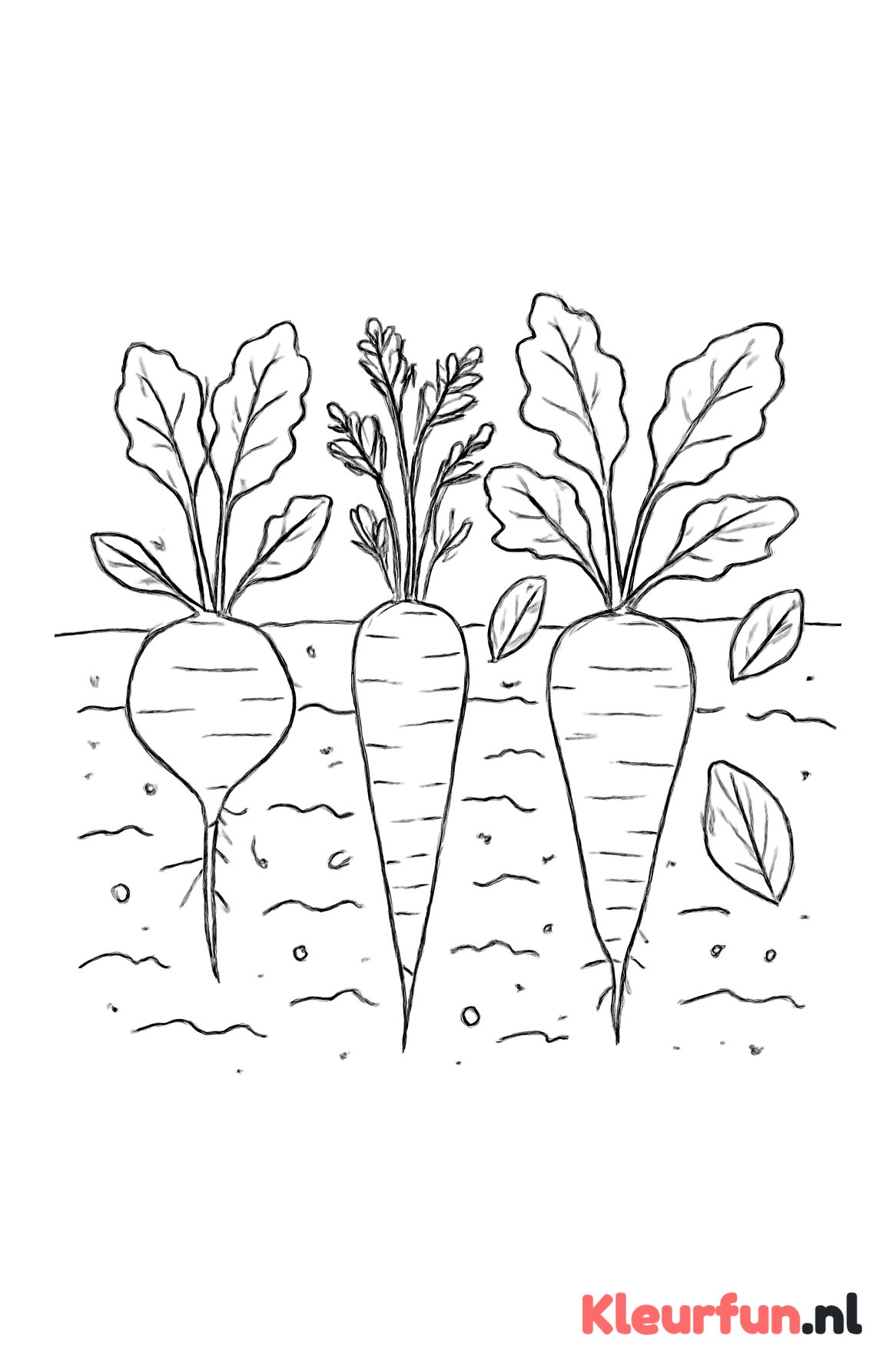 Wortels in de moestuin